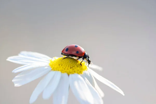 デイジーの花の上の小さな赤いてんとう虫が — ストック写真