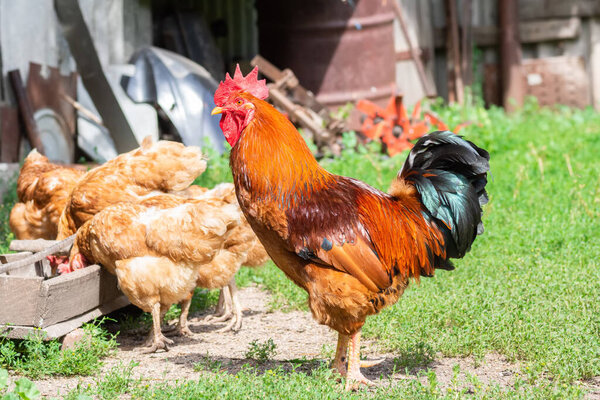 a beautiful big rooster and several hens are walking and pecking at the grain from the feeder in the backyard