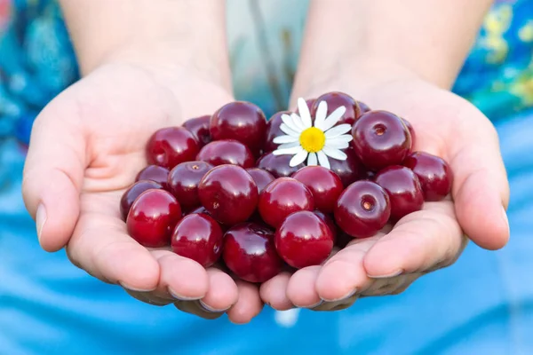 Chica Está Sosteniendo Puñado Cerezas Maduras Jugosas Con Una Flor —  Fotos de Stock