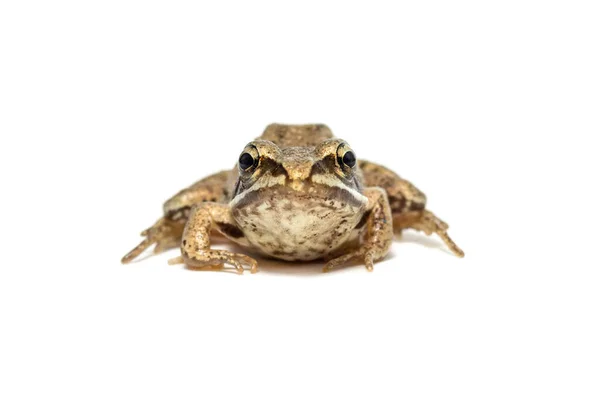 Kleiner Gemeiner Frosch Nahaufnahme Isoliert Auf Weißem Hintergrund — Stockfoto