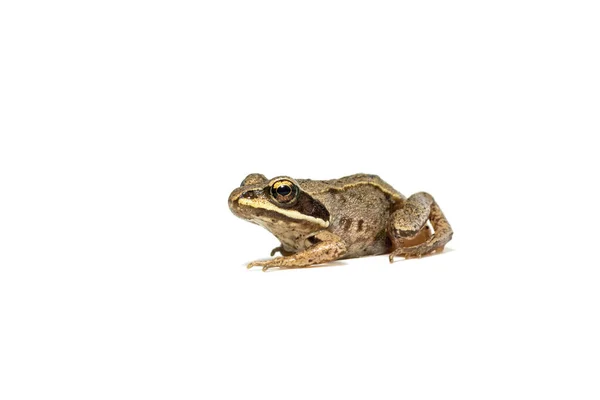 Malý Obyčejný Žába Zblízka Izolované Bílém Pozadí — Stock fotografie