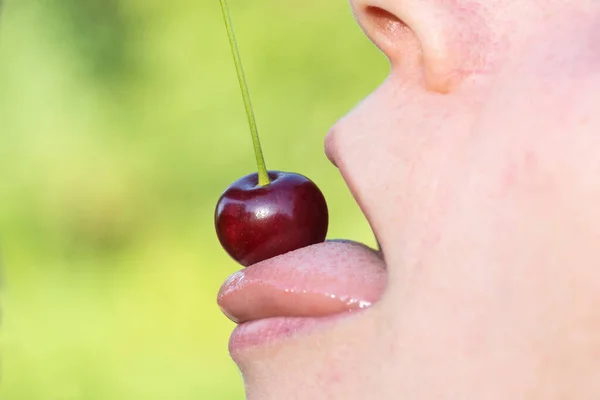 Dziewczyna Smakuje Słodkiej Wiśni Zbliżenie Samica Usta Degustacja Słodkie Wiśnia — Zdjęcie stockowe