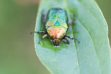 Yeşil bir yaprak üzerinde gül ceketi ya da gül yeşili (Cetonia aurata)