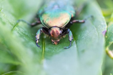 Yeşil bir yaprak üzerinde gül ceketi ya da gül yeşili (Cetonia aurata)