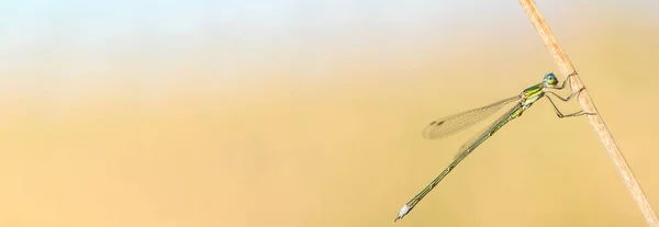 Banner Beautiful Green Dragonfly Large Eyes Sits Dry Branch Space — Stock Photo, Image