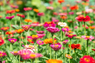 çiçek arkaplanı, Zinnia Peruviana 'nın birçok güzel ve parlak rengi