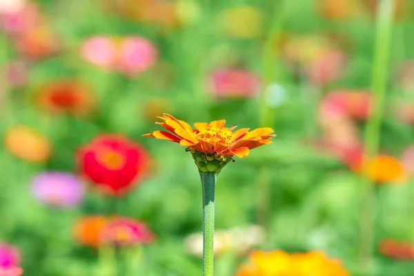 花の背景 多くの美しく明るい色のZinnia Peruviana — ストック写真