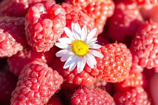 Camomile Lying Ripe Red Raspberry Close — Stock Photo, Image