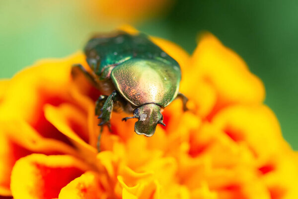 Jacket of roses or green roses (Cetonia aurata) in the palm of your hand