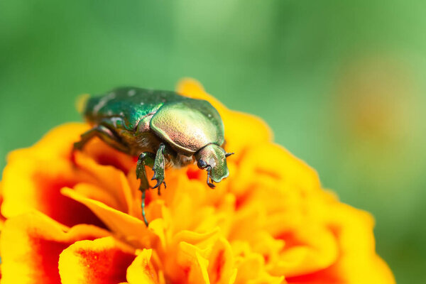 Jacket of roses or green roses (Cetonia aurata) in the palm of your hand