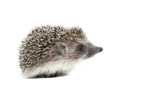 Kleine Nieuwsgierige Egel Geïsoleerd Een Witte Achtergrond — Stockfoto