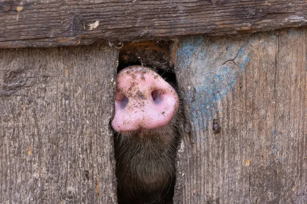 the little pig stuck his nose through the boards of the pigsty door