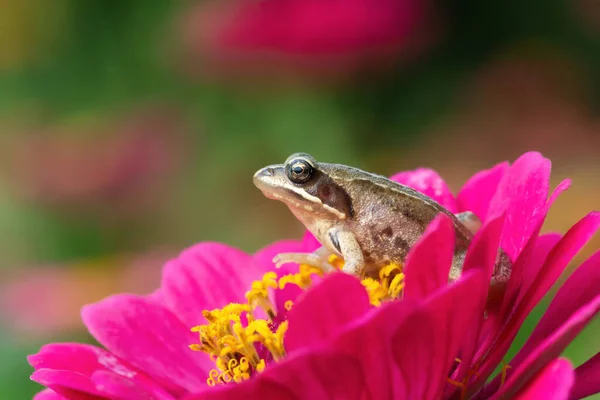 Mała Zielona Żaba Siedzi Pięknym Kwiatku — Zdjęcie stockowe