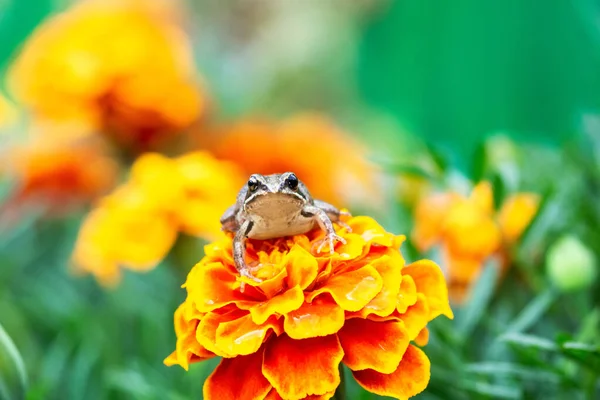 小さな緑のカエルが美しい花の上に座っています — ストック写真
