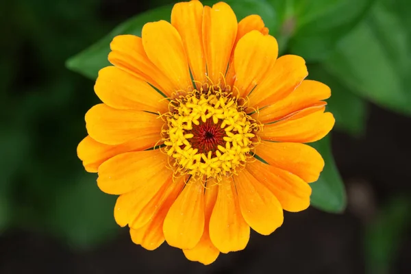 Fondo Flores Flor Hermosa Brillante Zinnia Peruviana —  Fotos de Stock