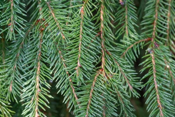 Background Pine Branches Needles Close Royalty Free Stock Photos