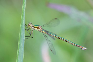 Büyük gözlü güzel yeşil bir yusufçuk kuru bir dala oturur.