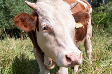 Yeşil bir çayırda bağlı duran kahverengi ve beyaz bir buzağı.