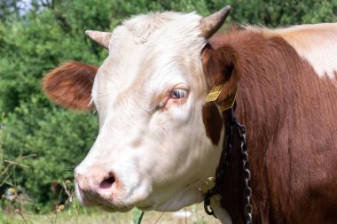 Yeşil bir çayırda bağlı duran kahverengi ve beyaz bir buzağı.