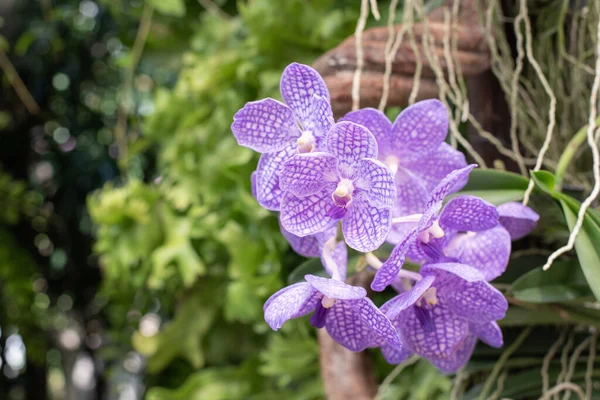 Крупный План Орхидеи Ванды Фиолетовой Орхидеи Саду — стоковое фото