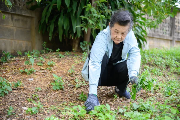 Yaşlı bir kadın bahçesinde bahçıvanlık yapıyor.
