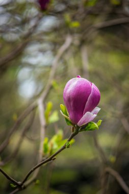 güzel Manolya çiçek
