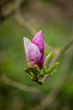 güzel Manolya çiçek