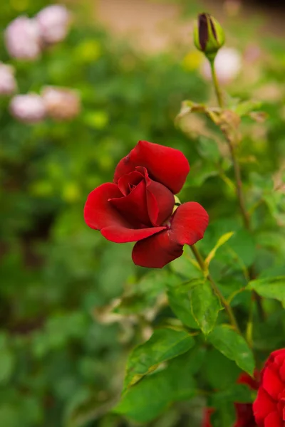 Beautiful flowers of roses — Stock Photo, Image