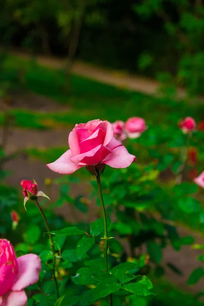 Schöne Blumen von Rosen — Stockfoto