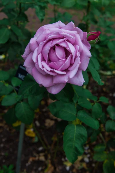 Hermosas flores de rosas —  Fotos de Stock