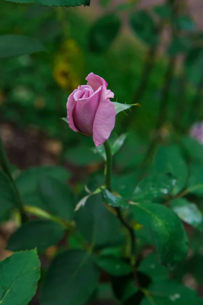 Vackra blommor rosor — Stockfoto