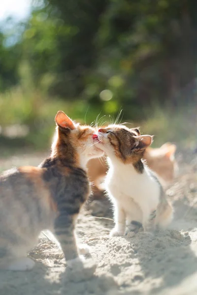 Amor gato Imagens Royalty-Free