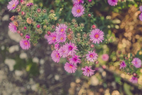 stock image Flowers