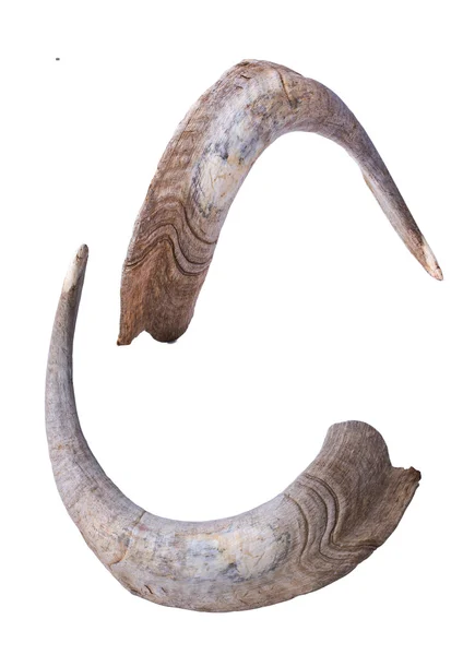 Horns of a goat — Stock Photo, Image