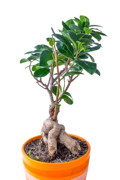 Ficus en una olla —  Fotos de Stock