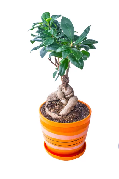 Ficus en una olla —  Fotos de Stock