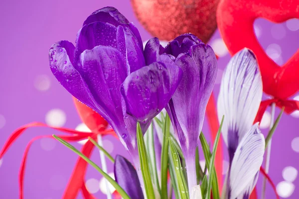 Purple crocus flowers — Stock Photo, Image