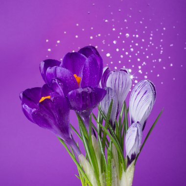 mor kır çiçekleri