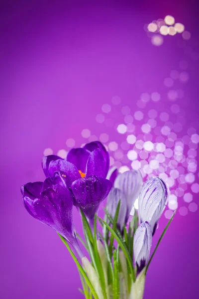 Purple crocus flowers — Stock Photo, Image