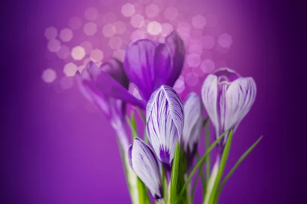 Purple crocus flowers — Stock Photo, Image