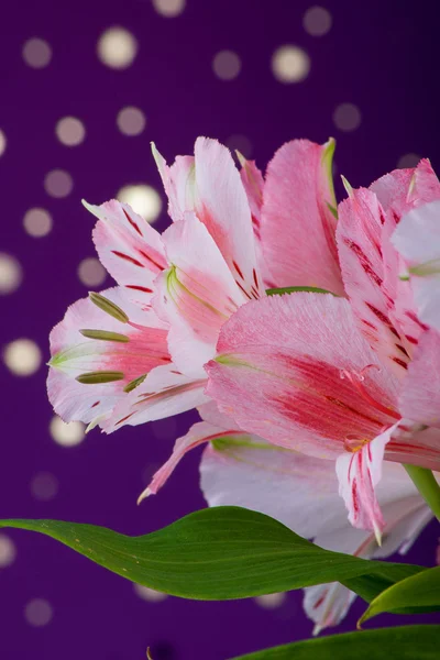 Bouquet of flowers alstroemeria — Stock Photo, Image