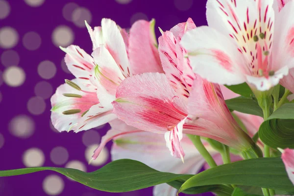 Bouquet of flowers alstroemeria — Stock Photo, Image