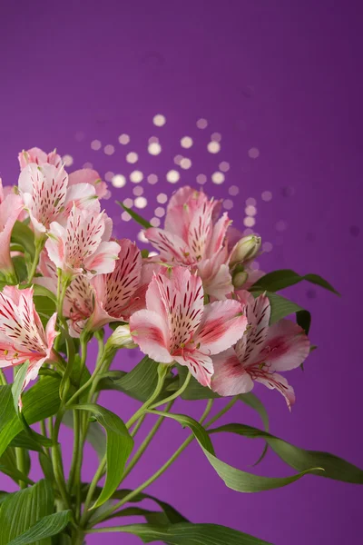 Bukett av blommor alstroemeria — Stockfoto