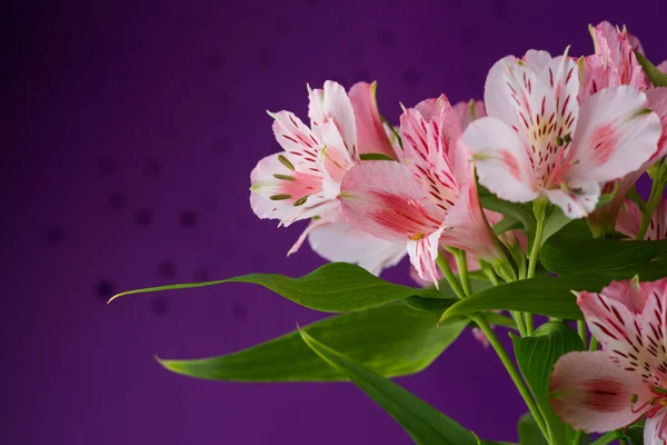 Bouquet de fleurs alstroemeria — Photo