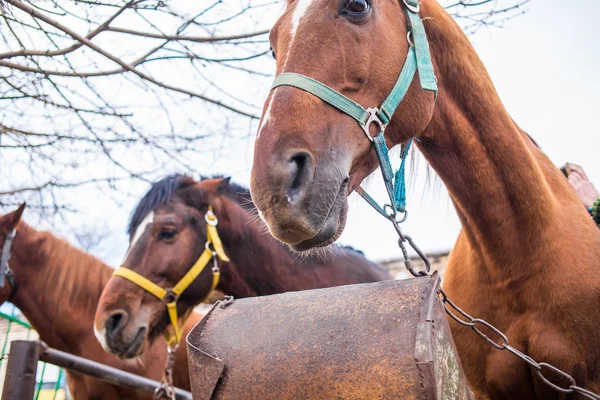 Människans bästa vän — Stockfoto