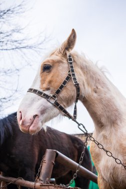 adamın en iyi arkadaşı