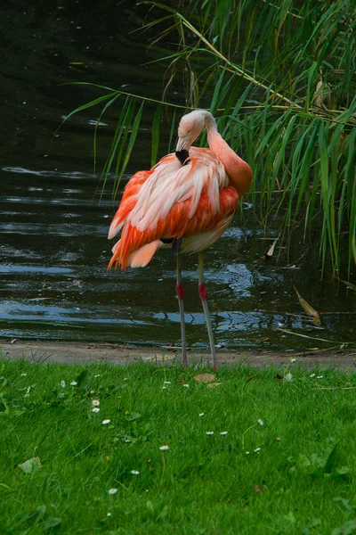 Flamingos — Stockfoto