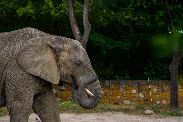 Elefante africano — Fotografia de Stock