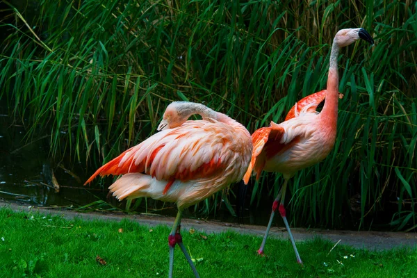 Flamants roses — Photo