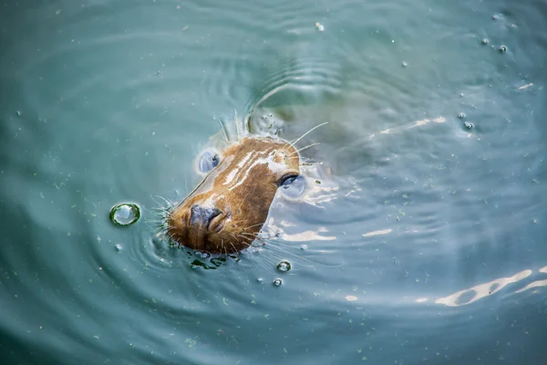 Zegel in water — Stockfoto